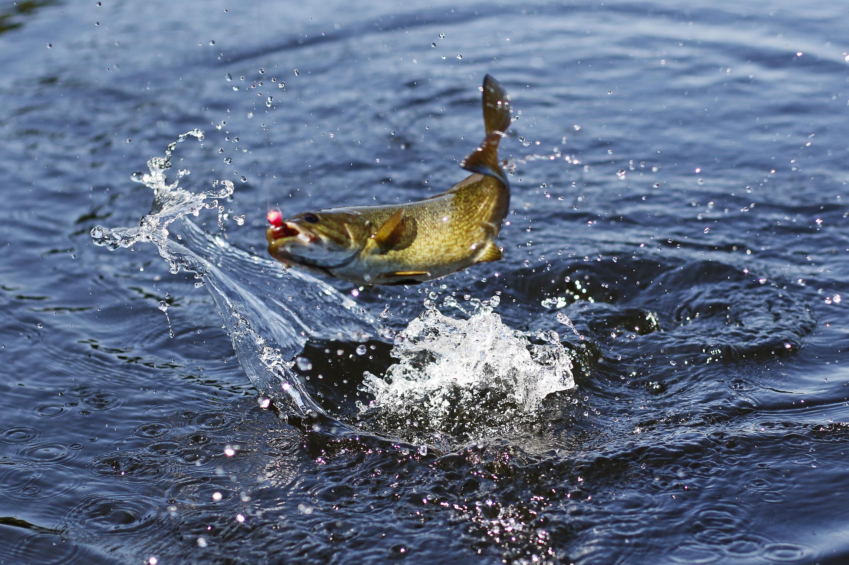 How to catch and release a fish